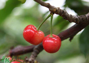 吃櫻桃會醉嗎？櫻桃吃多了會醉嗎？