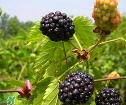 刺泡怎么保存？刺泡保存方法