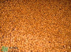 櫻桃籽怎么種小盆栽？櫻桃籽可以種植嗎？