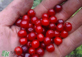 櫻桃籽怎么種小盆栽？櫻桃籽可以種植嗎？