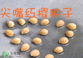 櫻桃籽怎么種小盆栽？櫻桃籽可以種植嗎？