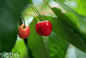 櫻桃籽有毒嗎？櫻桃籽能吃嗎？