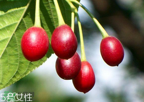 櫻桃籽有毒嗎？櫻桃籽能吃嗎？