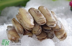 蟶子死了是什么樣子？死蟶子是什么樣子