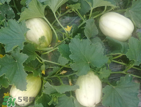 香瓜什么人不能吃？什么人不能吃香瓜？