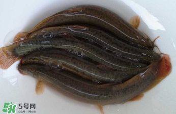 泥鰍如何養(yǎng)？野生泥鰍怎么養(yǎng)