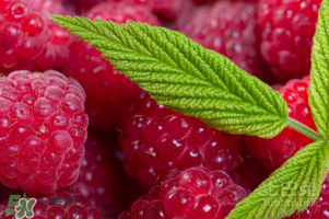 刺泡怎么保存？刺泡保存方法