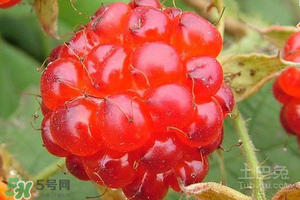 刺泡怎么保存？刺泡保存方法