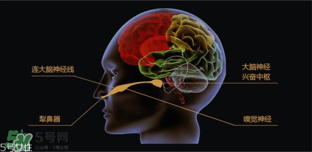 費洛蒙香水有用嗎？費洛蒙香水正品價格