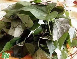 番薯葉是紅薯葉嗎？番薯葉和紅薯葉的區(qū)別