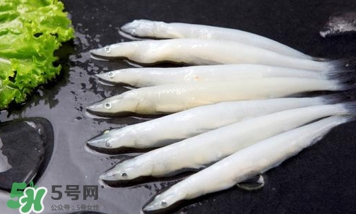 銀魚是面條魚嗎？面條魚和銀魚的區(qū)別