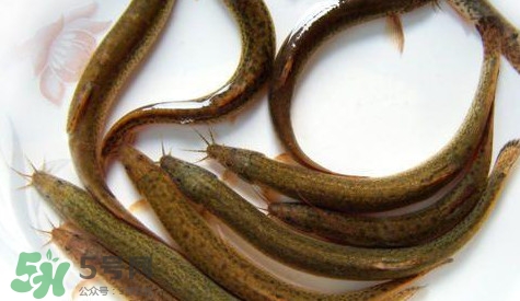 怎么處理泥鰍？泥鰍怎么處理干凈