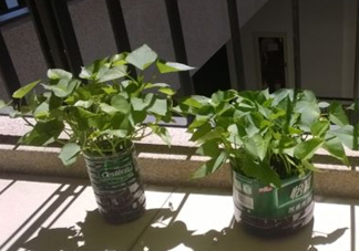 番薯葉怎么種？怎樣種番薯葉