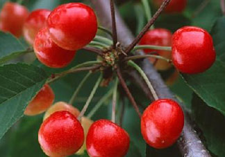 四月份有櫻桃嗎？四月份的櫻桃能吃嗎？