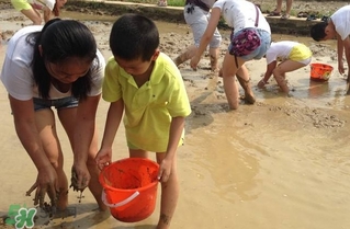 泥鰍怎么抓？泥鰍怎么捉