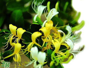 金銀花什么時(shí)候采摘最好？金銀花幾月份采摘？