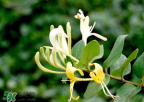 金銀花什么時(shí)候采摘最好？金銀花幾月份采摘？