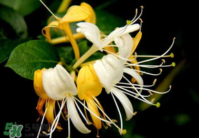 金銀花什么時(shí)候采摘最好？金銀花幾月份采摘？