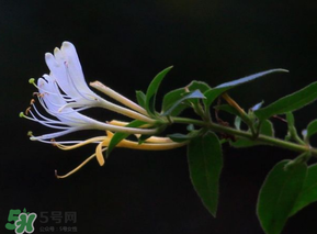 金銀花不能和什么一起吃？金銀花和什么相克？