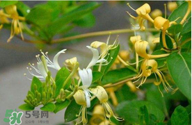 金銀花不能和什么一起吃？金銀花和什么相克？