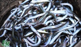 面條魚有什么營養(yǎng)？面條魚營養(yǎng)價(jià)值
