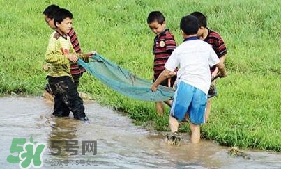 泥鰍怎么抓？泥鰍怎么捉