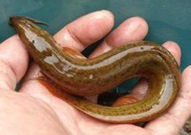 泥鰍有刺嗎？泥鰍有鱗片嗎