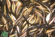 泥鰍有幾種？泥鰍品種大全