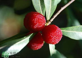 楊梅為什么有蟲子？楊梅有蟲能吃嗎？