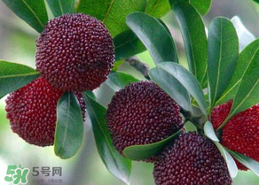 楊梅為什么有蟲子？楊梅有蟲能吃嗎？