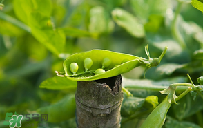 豌豆可以冷凍嗎？豌豆冷凍可以保存多久？