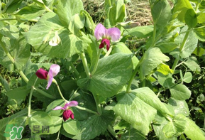 豌豆能放在冰箱嗎？豌豆放冰箱怎么保存？