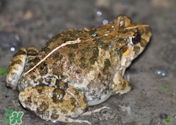 田雞是青蛙嗎？田雞是不是青蛙