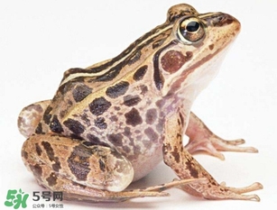 田雞是癩蛤蟆嗎？田雞和癩蛤蟆的區(qū)別