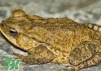 癩蛤蟆能吃嗎？癩蛤蟆可以吃嗎