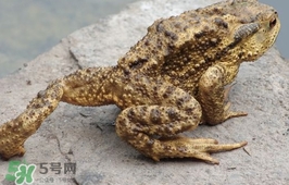蟾蜍能吃嗎？蟾蜍能不能吃