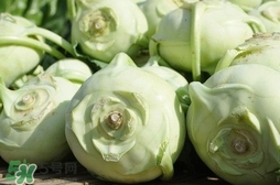 大頭菜是什么菜?大頭菜是什么樣子的? 大頭菜是什么菜?大頭菜是什么樣子的?