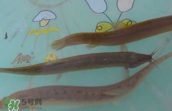 泥鰍有幾種？泥鰍品種大全