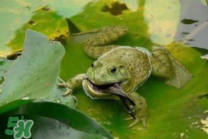 癩蛤蟆能吃嗎？癩蛤蟆可以吃嗎