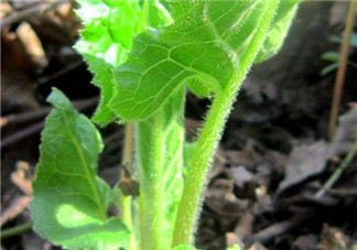 大耳毛野菜怎么吃？大耳毛野菜的做法