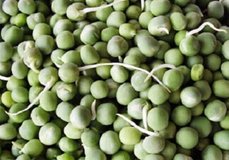 新鮮豌豆發(fā)芽了能吃嗎？豌豆發(fā)芽了還能吃嗎？