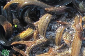 泥鰍有幾種？泥鰍品種大全