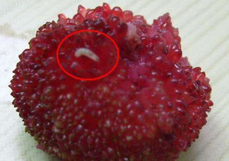 楊梅為什么有蟲子？楊梅有蟲能吃嗎？