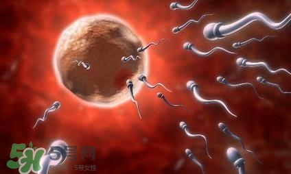 同房前吃什么有助懷孕？什么時候同房最容易懷孕？