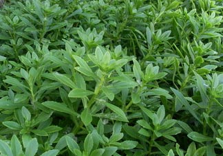 救心菜可以泡茶喝嗎？救心菜能泡水喝嗎？