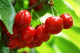 剛摘的櫻桃怎么保存？剛摘的櫻桃可以放多久？