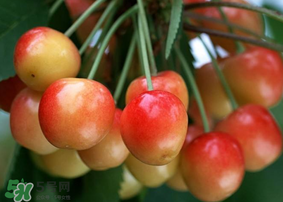 剛摘的櫻桃怎么保存？剛摘的櫻桃可以放多久？