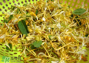 剛摘的金銀花能泡水喝嗎？剛摘的金銀花怎么處理？