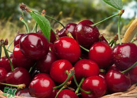 新鮮櫻桃如何保存？新鮮櫻桃能放多久？