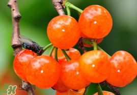 櫻桃可以隔夜嗎？櫻桃隔夜怎么辦？